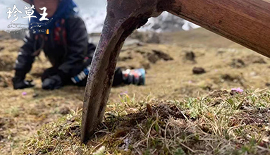 那曲蟲草怎么吃好