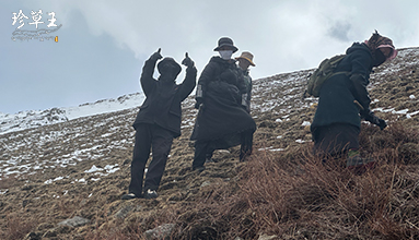 野生那曲蟲草多少錢一克